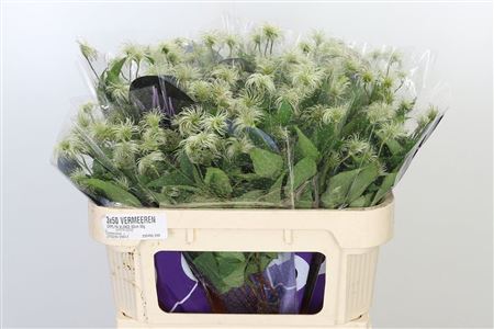 Plamienok Amazing Kansas White s bielymi kvetmi