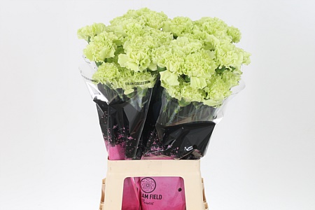 Di St Emerald – čerstvý rezaný kvet, dĺžka: 70 cm, pôvod: CO