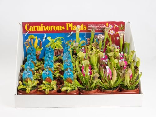 Pl Fly Eating Plant Mix In Showbox