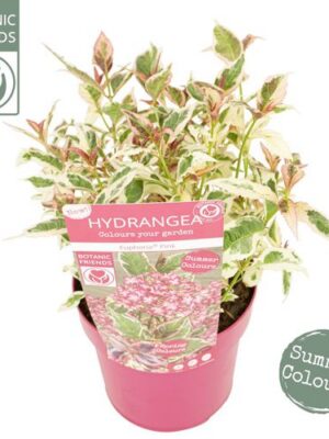 Pl Hydr Serrata Euphoria 'pink'