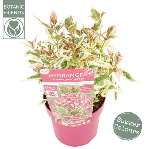 Pl Hydr Serrata Euphoria 'pink'