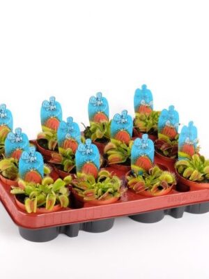 Dionaea Muscipula – produkt Uviažto