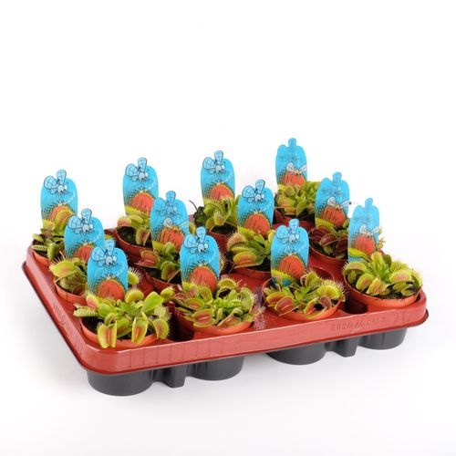 05f80296-33ef-42de-8e0c-bf866ea352df-1 Dionaea Muscipula – produkt Uviažto