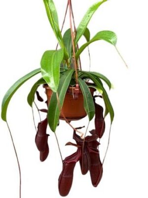 Nepenthes Monkey Jars Bill – produkt Uviažto