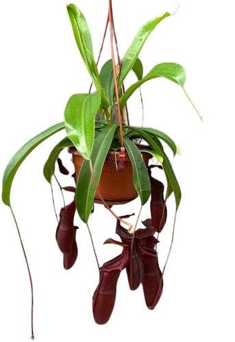 1a3c3d11-ec7c-4d84-9901-aff58aa904d6 Nepenthes Monkey Jars Bill – produkt Uviažto