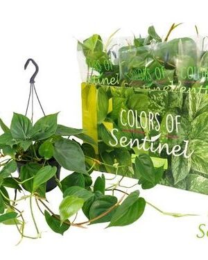 Filodendron Scandens Hang – produkt Uviažto