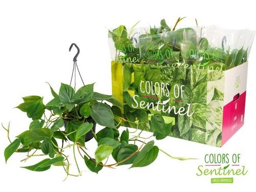 239355f5-8d0b-4c59-9f46-2978bccdf652 Filodendron Scandens Hang – produkt Uviažto