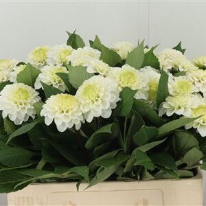 Dahlia Caro White 55 cm – produkt Uviažto