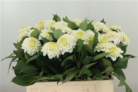 Dahlia Caro White 55 cm – produkt Uviažto