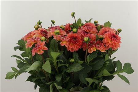 Dahlia Chanel Salmon 40 cm – produkt Uviažto