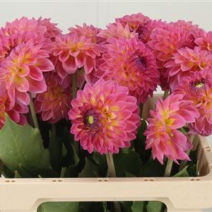 Dahlia Barbados 55 cm – produkt Uviažto