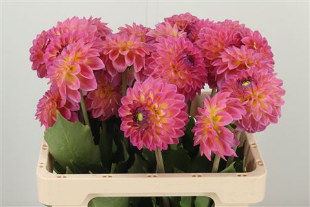 Dahlia Barbados 55 cm – produkt Uviažto