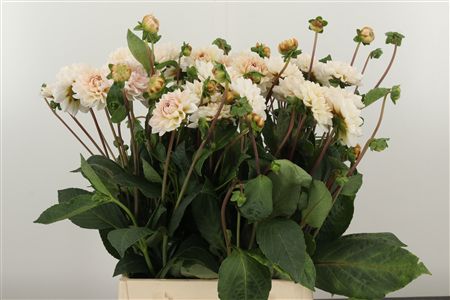 Dahlia Blush Pink 40 cm – produkt Uviažto