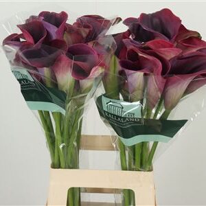 Kala Captain Promise 65 cm – produkt Uviažto