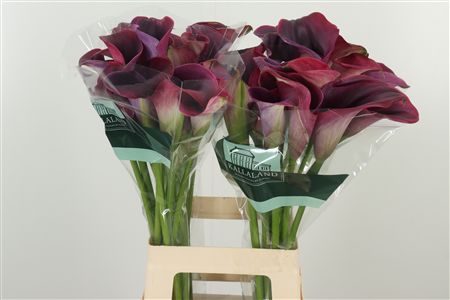 Kala Captain Promise 65 cm Kala Captain Promise 65 cm – produkt Uviažto