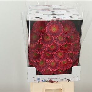 Gerbera Bizar 50 cm – produkt Uviažto