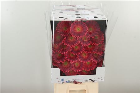 Gerbera Bizar 50 cm Gerbera Bizar 50 cm – produkt Uviažto