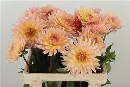 Dahlia Charleroi 55 cm – produkt Uviažto