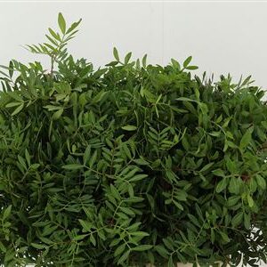Pistacia 50 cm – produkt Uviažto