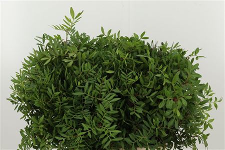 Pistacia 50 cm Pistacia 50 cm – produkt Uviažto