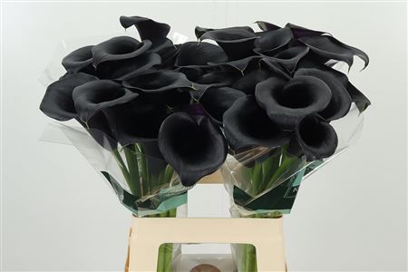 Kala Carrera 65 cm Kala Carrera 65 cm – produkt Uviažto