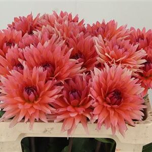 Dahlia Val D Isere 55 cm – produkt Uviažto