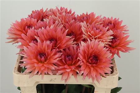 Dahlia Val D Isere 55 cm – produkt Uviažto