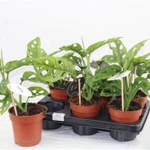 Monstera Adansonii Mint – produkt Uviažto
