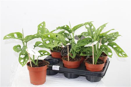 Monstera Adansonii Mint Monstera Adansonii Mint – produkt Uviažto