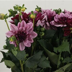 Dahlia Creme De Cassis 40 cm – produkt Uviažto