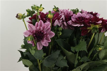 Dahlia Creme De Cassis 40 cm – produkt Uviažto