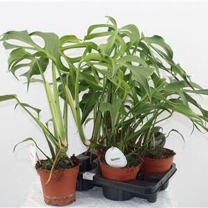 Monstera Burle Marx Flame – produkt Uviažto