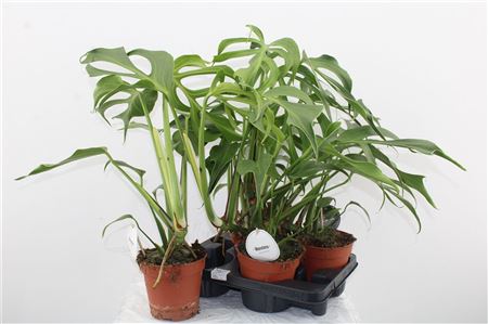 Monstera Burle Marx Flame – produkt Uviažto