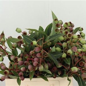 Euca Bell Gum 55 cm – produkt Uviažto
