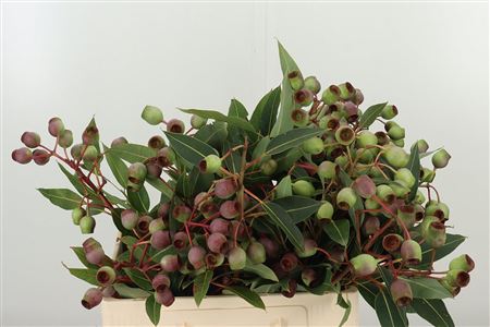 Euca Bell Gum 55 cm Euca Bell Gum 55 cm – produkt Uviažto