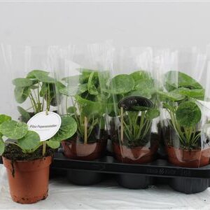 Pilea Mojito – produkt Uviažto
