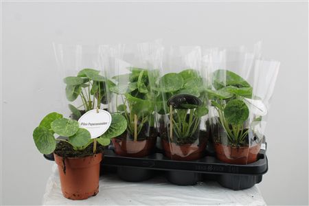 Pilea Mojito – produkt Uviažto