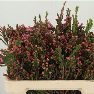 Kaaps Erica Bella 50 cm – produkt Uviažto