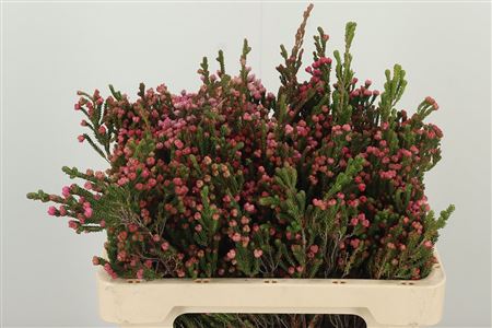 Kaaps Erica Bella 50 cm – produkt Uviažto