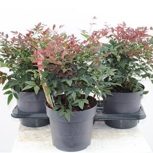 Nandina Dom. Obsessed – produkt Uviažto