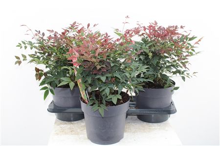 Nandina Dom. Obsessed Nandina Dom. Obsessed – produkt Uviažto