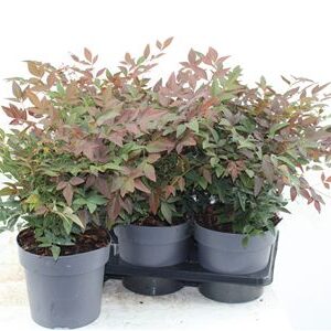 Nandina Dom. Obsessed – produkt Uviažto