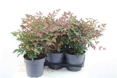 Nandina Dom. Obsessed Nandina Dom. Obsessed – produkt Uviažto