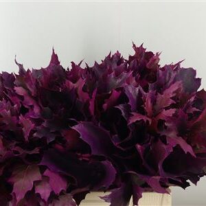 Quercus Dyed Frst. Rubra Erica 60 cm – produkt Uviažto