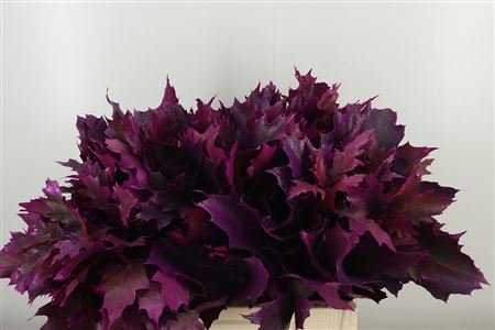 Quercus Dyed Frst. Rubra Erica 60 cm Quercus Dyed Frst. Rubra Erica 60 cm – produkt Uviažto