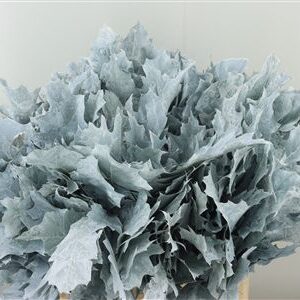 Quercus Dyed Frst.rubra White 60 cm – produkt Uviažto