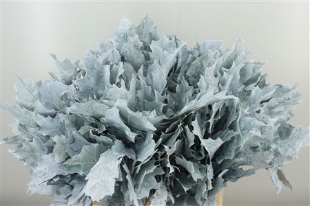 Quercus Dyed Frst.rubra White 60 cm Quercus Dyed Frst.rubra White 60 cm – produkt Uviažto