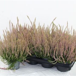 Vres Garden Girls Gina – produkt Uviažto