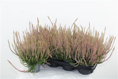 Vres Garden Girls Gina – produkt Uviažto
