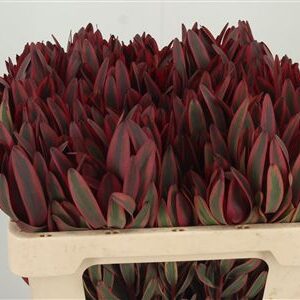 Leucadendron Jester Spray 50 cm – produkt Uviažto